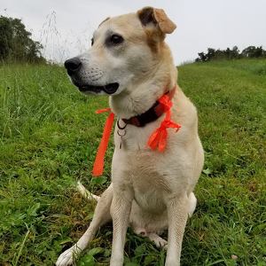 Fundraising Page: Ron Livingston